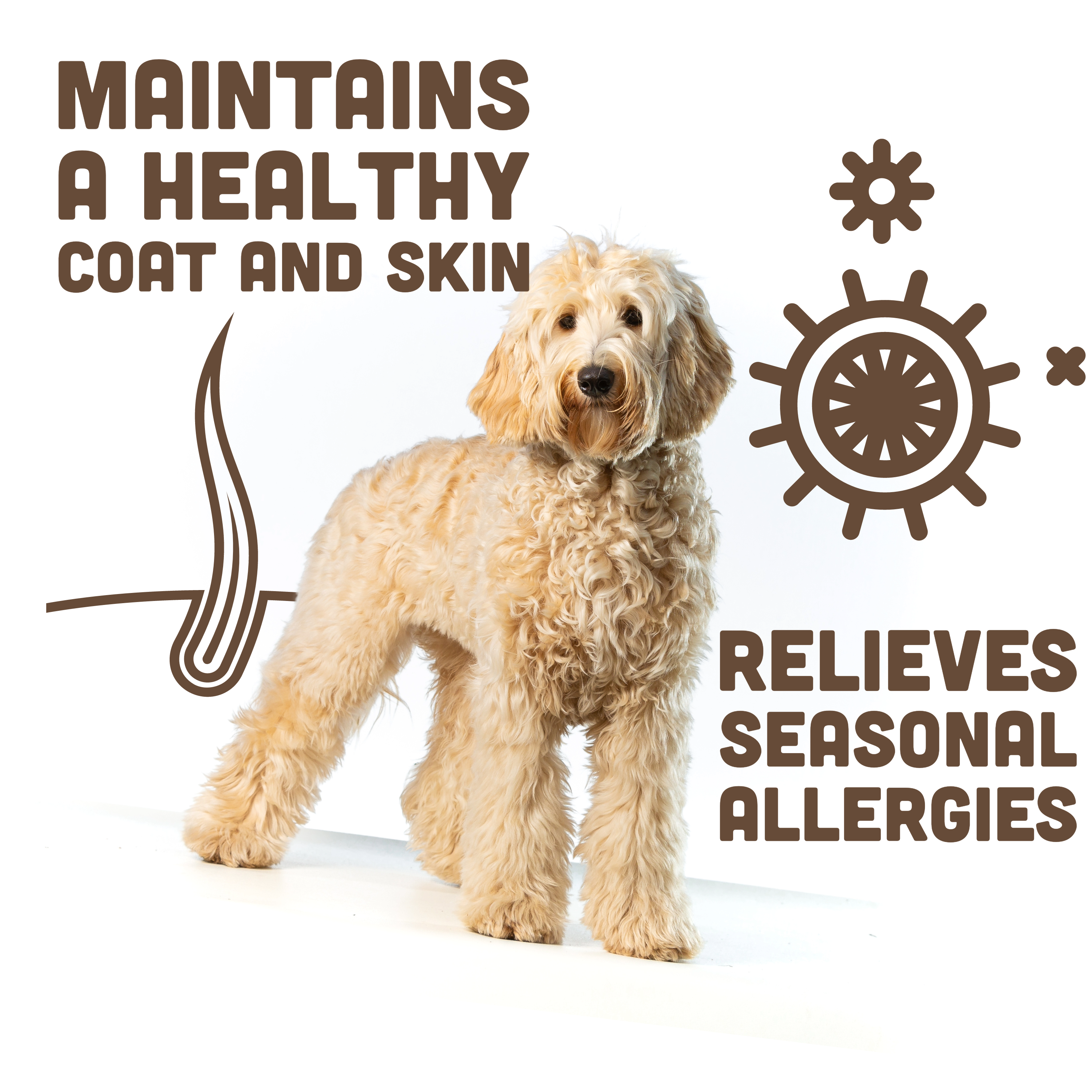 Healthy Dog Coat and Skin